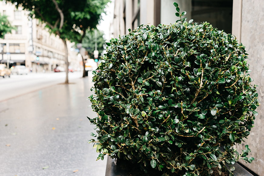 Close-up of manicured green boxwood bush on city sidewalk