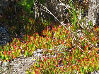 Red and green ice plant succulents growing in coastal garden