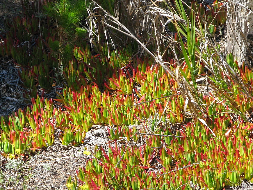 Red and green ice plant succulents growing in coastal garden