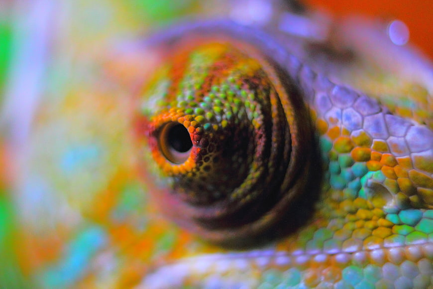 Macro Close-Up of Vibrant Yemen Chameleon Eye and Scales