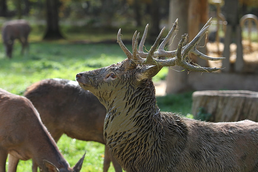 Majestic Red Deer Stag with Antlers in Forest