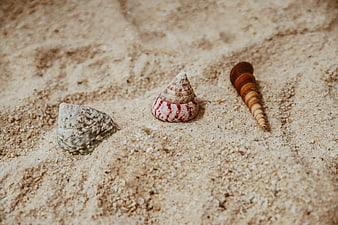 Three Assorted Sea Shells on Textured Brown Sand