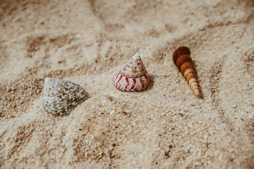Three Assorted Sea Shells on Textured Brown Sand
