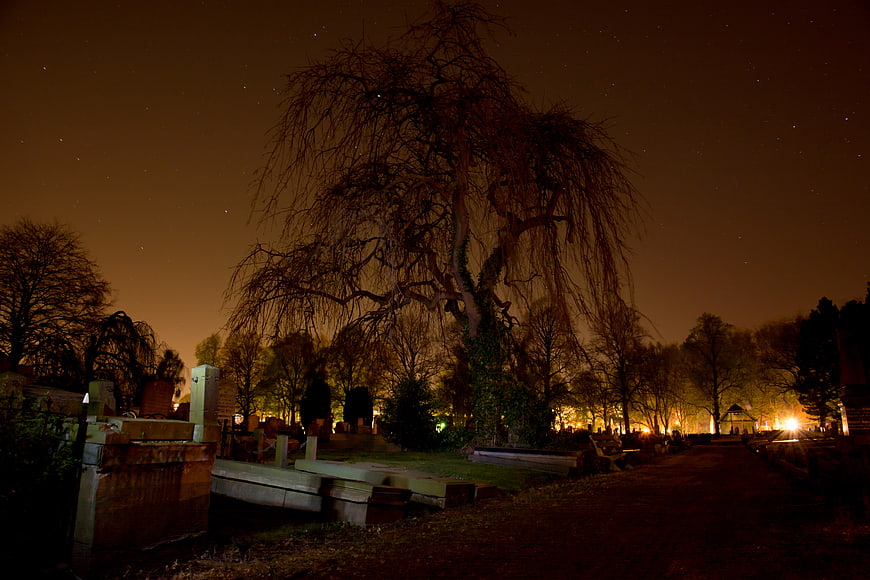 Spooky Willow Tree in Cemetery at Night with Stars
