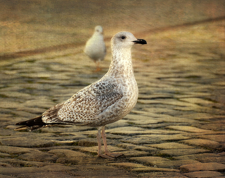 Seagull standing on cobblestone path with blurred background