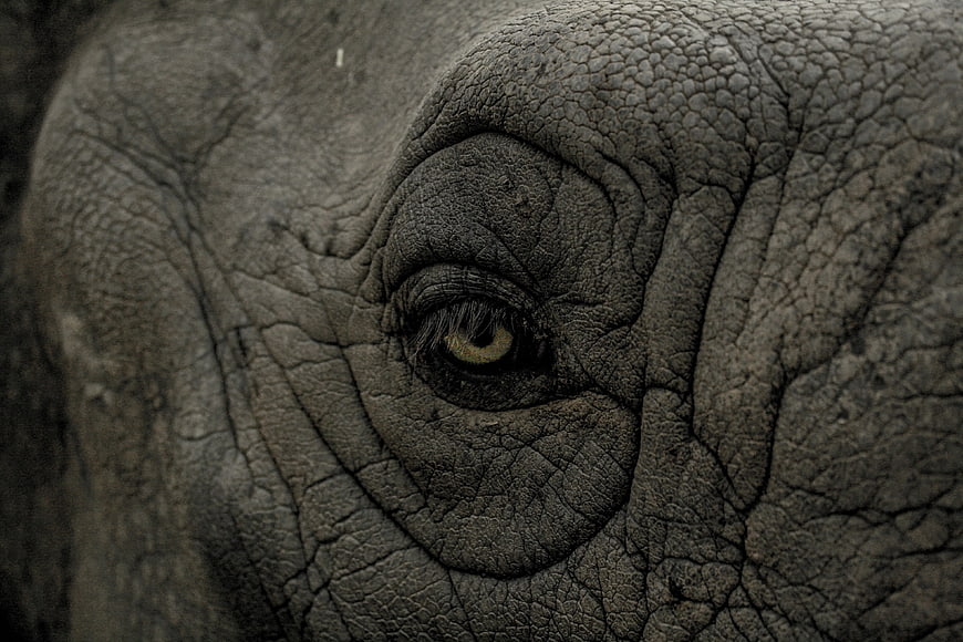 Close-up of Elephant Eye with Wrinkled Skin Texture