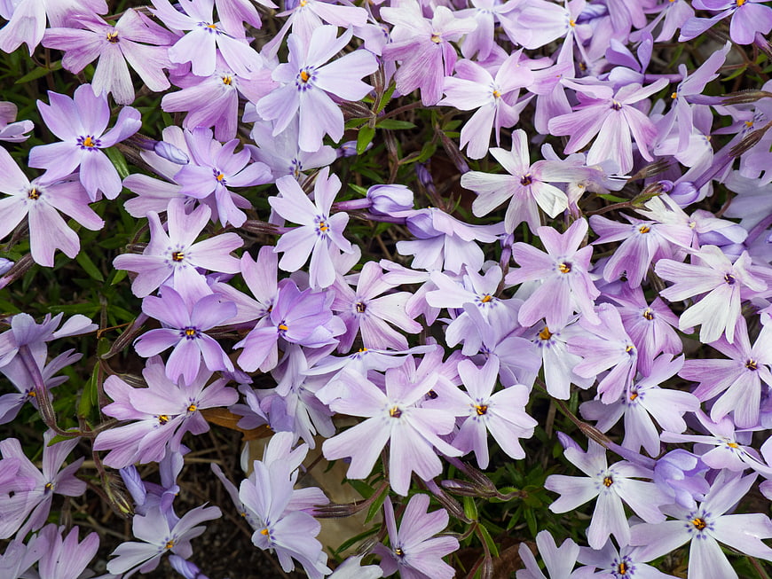 Close-up of blooming purple phlox flowers