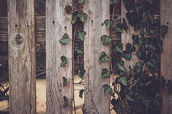 Weathered wooden fence with climbing ivy leaves texture