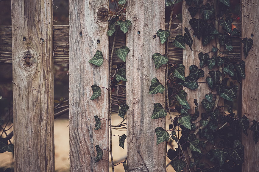 Weathered wooden fence with climbing ivy leaves texture