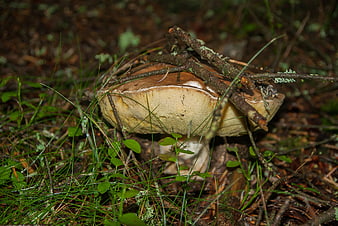 Large Porcini Mushroom in Forest Undergrowth