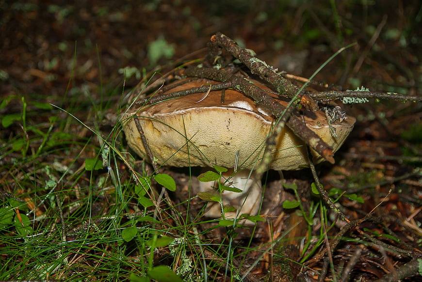 Large Porcini Mushroom in Forest Undergrowth