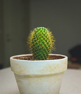 Small Green Cactus in White Ceramic Pot