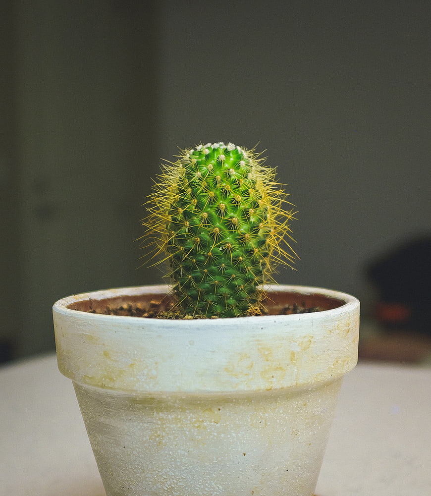 Small Green Cactus in White Ceramic Pot