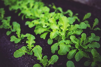 Young green salad seedlings growing in dark soil