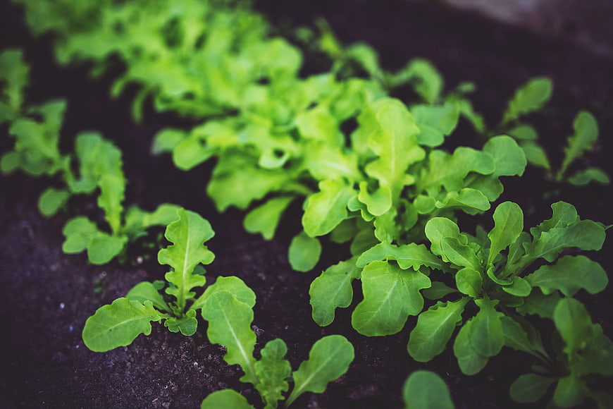 Young green salad seedlings growing in dark soil