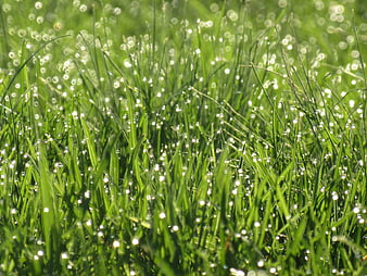 Close-up of green grass with morning dew drops