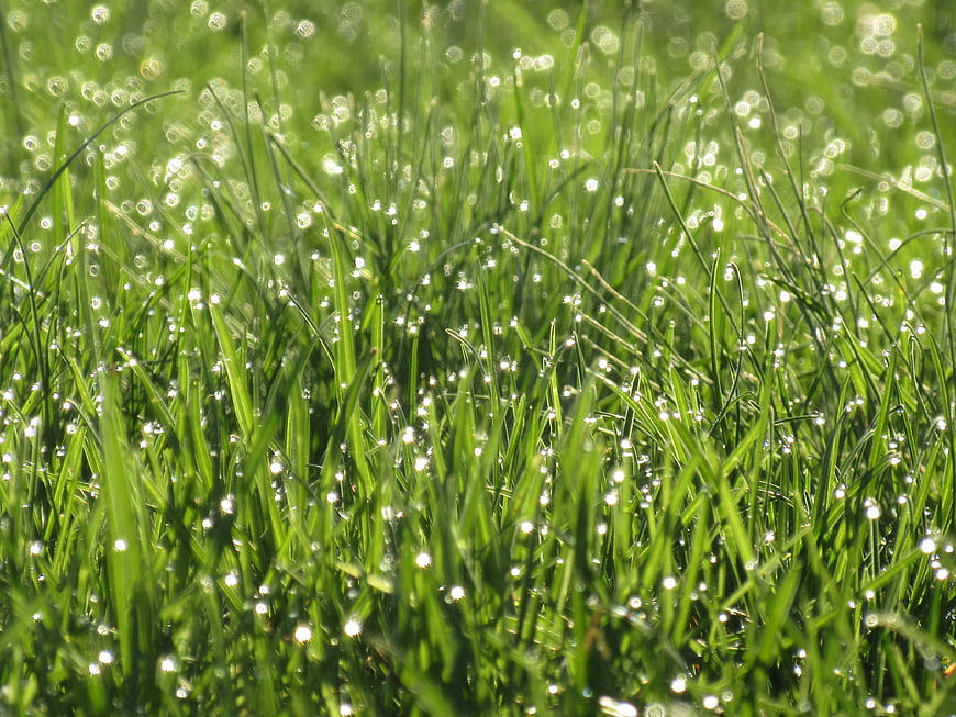 Close-up of green grass with morning dew drops