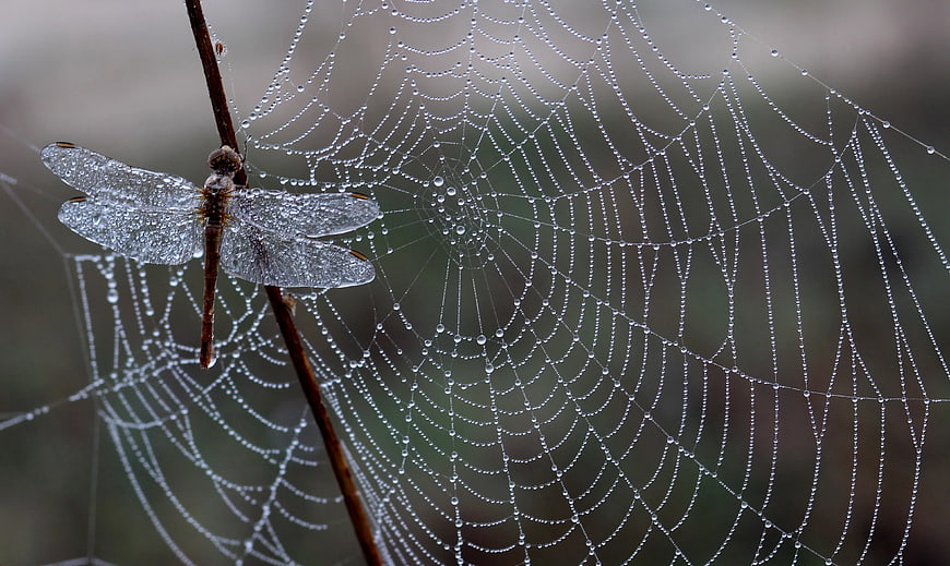Dragonfly on Dewy Spider Web Close-Up