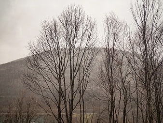 Bare Trees Against Misty Mountain Landscape