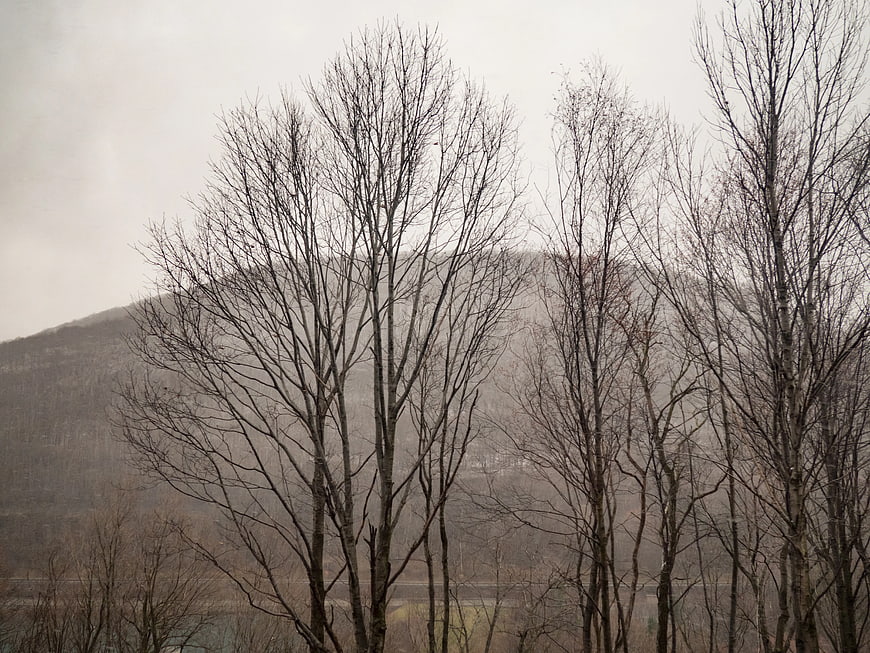 Bare Trees Against Misty Mountain Landscape