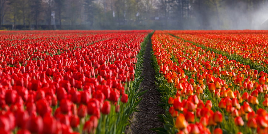 Vibrant Red and Orange Tulip Field with Central Pathway