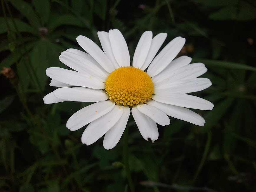 Close-up of a white daisy with yellow center in a garden