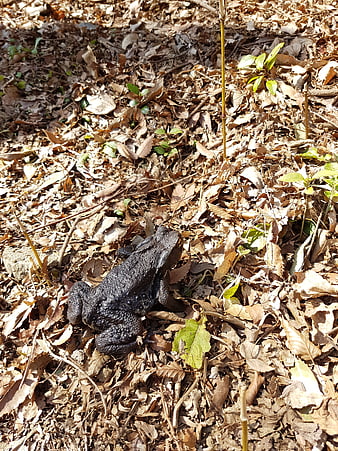Black toad sitting on dry leaves in forest