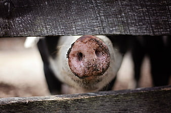 Close-up of pig snout peeking through wooden fence