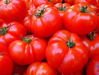 Close-up of fresh ripe red heirloom tomatoes