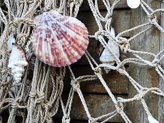 Seashells and Rope Netting on Weathered Wooden Background