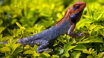 Colorful Oriental Garden Lizard on Green Leaves