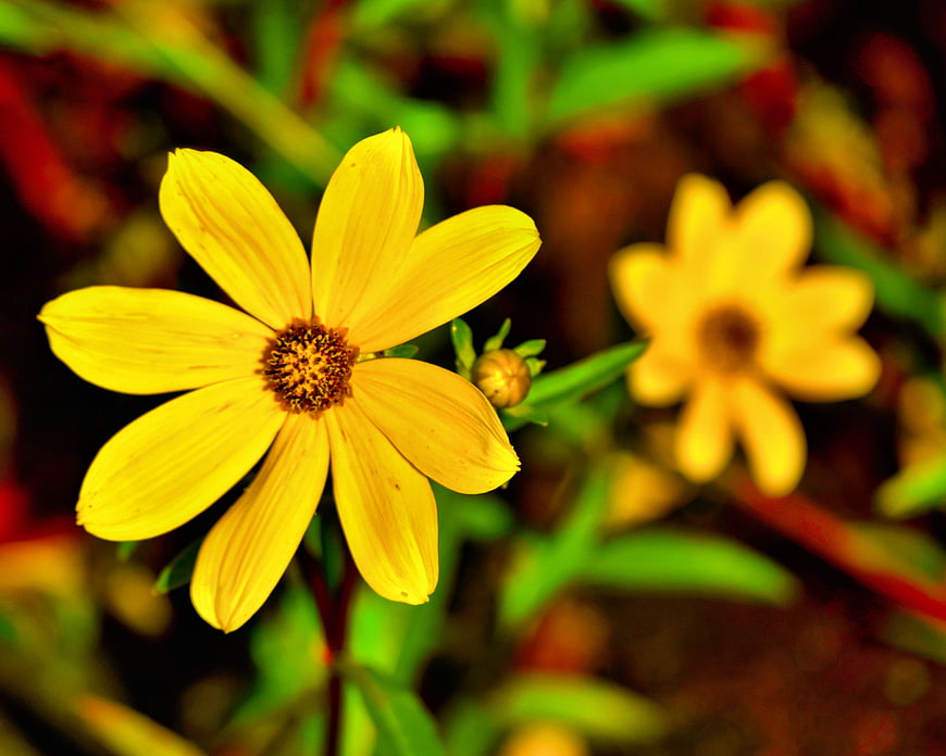 Close-up of a vibrant yellow flower with blurred green background