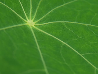 Close-up of Green Leaf Veins and Texture