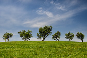 Lush green hill with scattered trees under blue sky