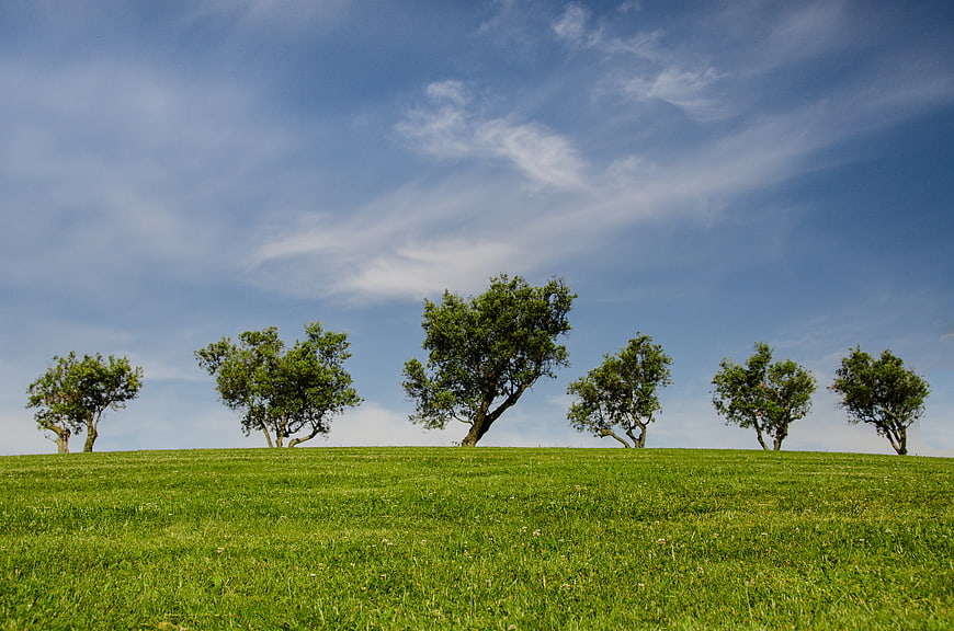 Lush green hill with scattered trees under blue sky