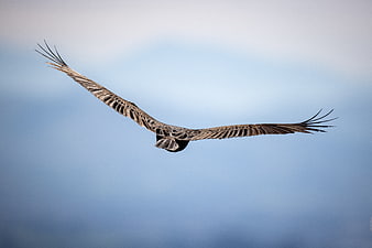Vulture Soaring in Blue Sky with Spread Wings