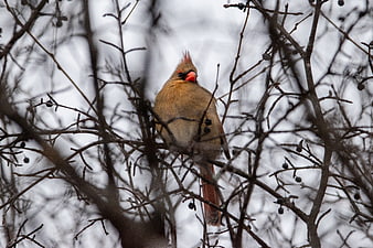 Female Northern Cardinal Perched on Winter Branches
