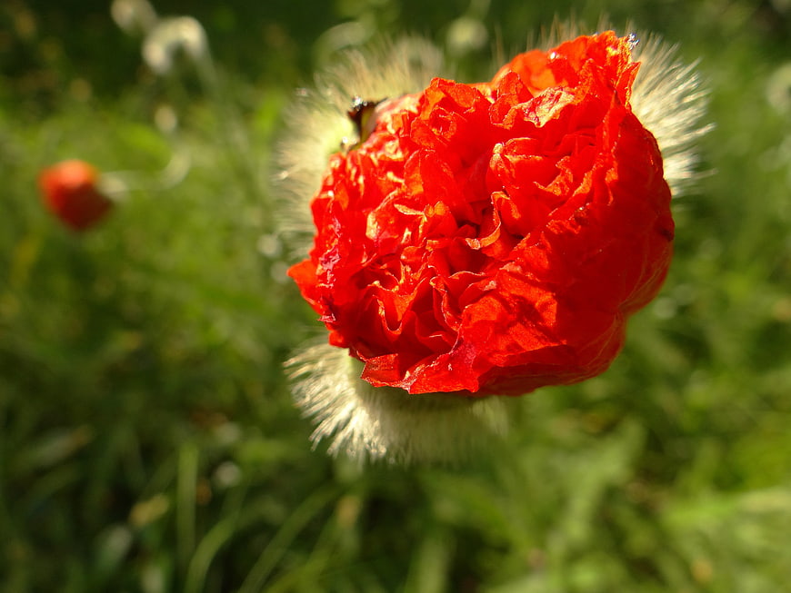 Close-up of vibrant red poppy flower in green field