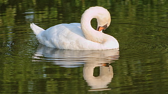 Elegant White Swan Preening on Calm Green Lake
