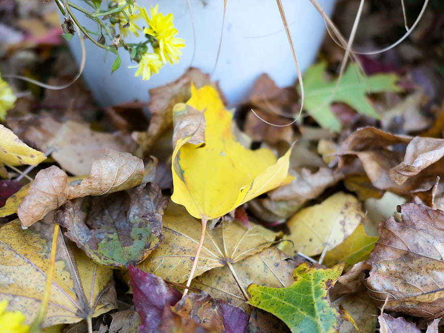 Close-up of yellow maple leaf on autumn ground