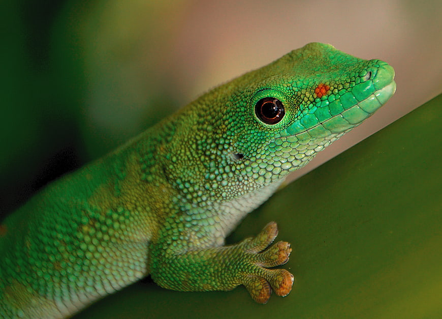 Close-up of a vibrant green day gecko on a leaf