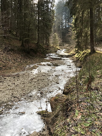 Frozen forest stream winding through winter woods