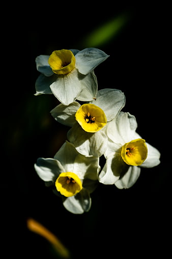 White Narcissus Flowers with Yellow Centers on Black Background
