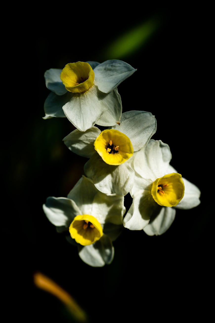 White Narcissus Flowers with Yellow Centers on Black Background