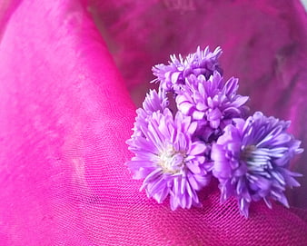 Purple Aster Flowers on Pink Tulle Fabric Background