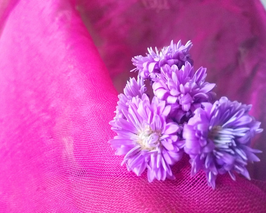 Purple Aster Flowers on Pink Tulle Fabric Background