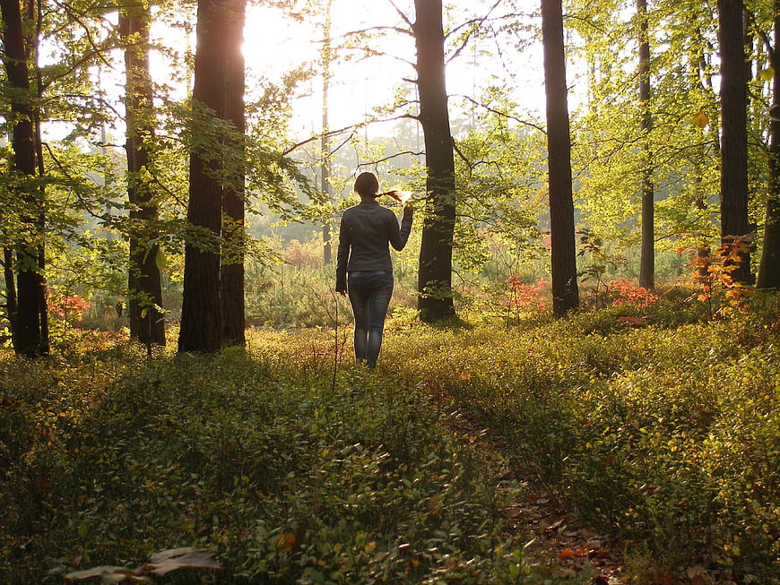 Woman walking away in sunlit autumn forest