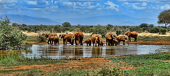 African Elephant Herd Drinking At A Watering Hole In The Savanna