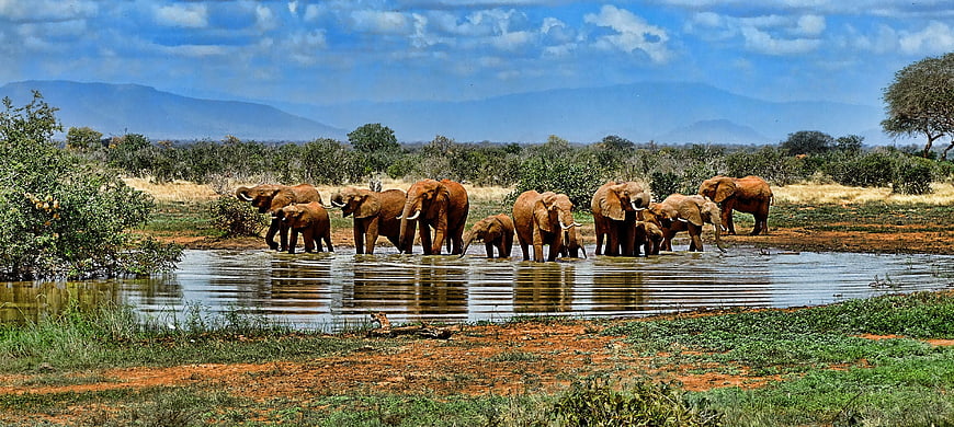 African Elephant Herd Drinking At A Watering Hole In The Savanna