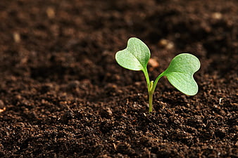 Small green seedling sprouting from rich dark soil